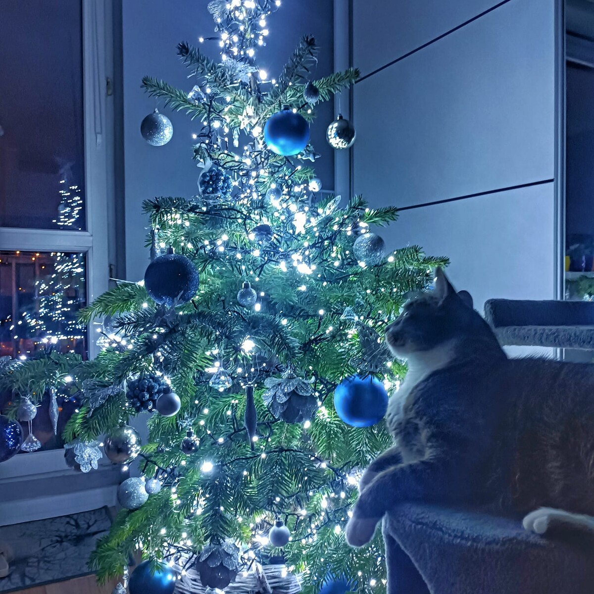 Tradycyjnie już jak co roku na Facebooku RudaSlaska.com.pl poprosiliśmy naszych czytelników, aby wysłali nam zdjęcia swoich choinek bożonarodzeniowych. Odzew był bardzo pozytywny. Zobaczcie stworzoną galerię ozdobionych drzewek!