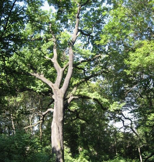 Dąb Goduli zostanie pomnikiem przyrody
