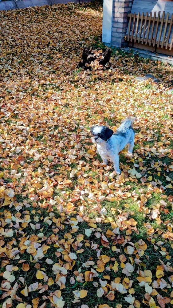 Dzień Kundelka 2024. / fot. Czytelnicy