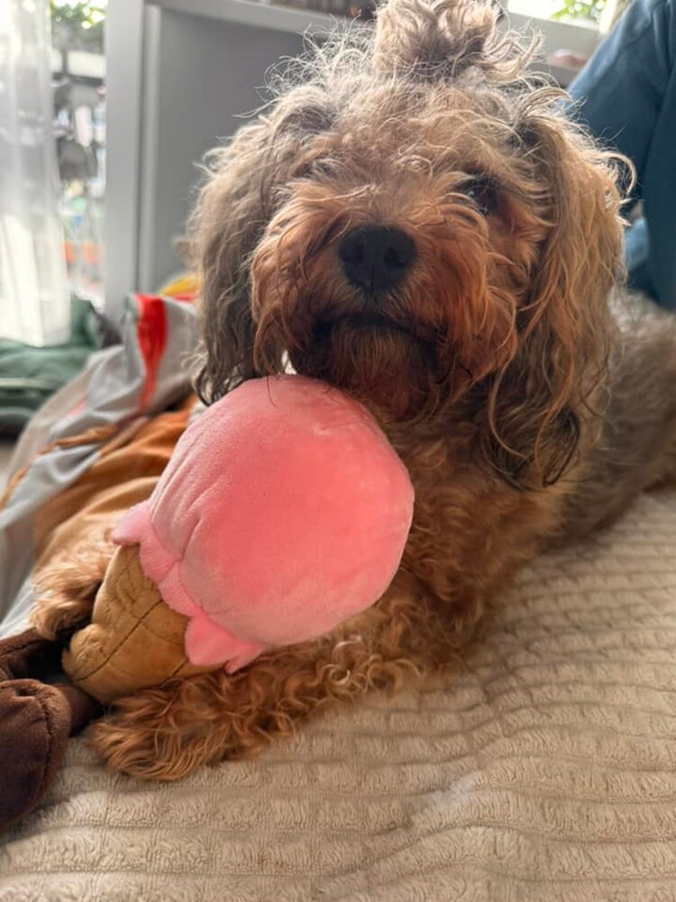 Dzień Kundelka 2024. / fot. Czytelnicy