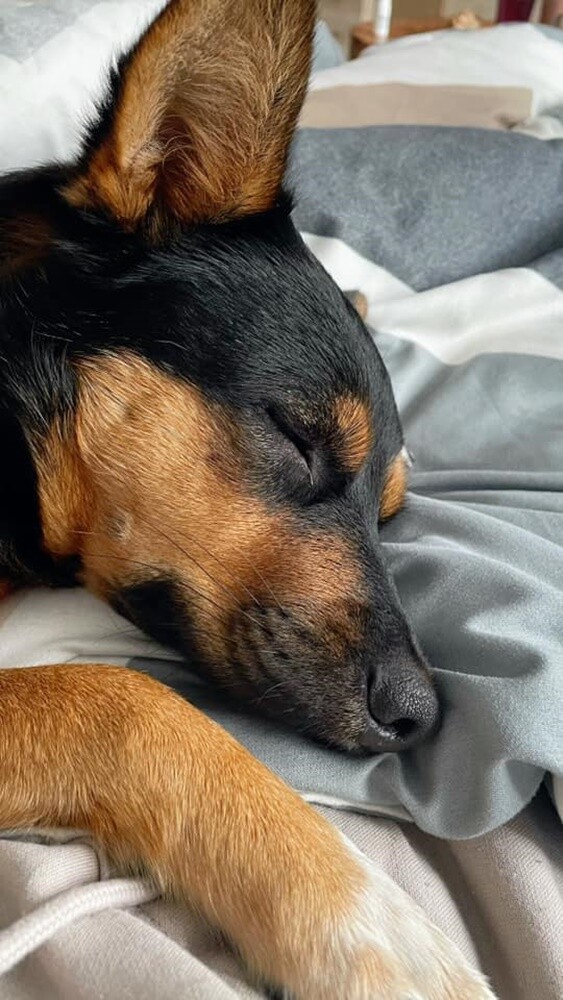 Dzień Kundelka 2024. / fot. Czytelnicy