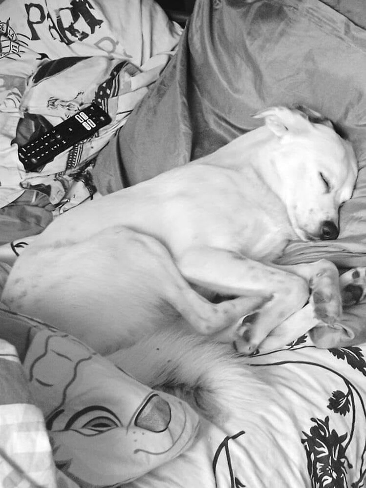 Dzień Kundelka 2024. / fot. Czytelnicy