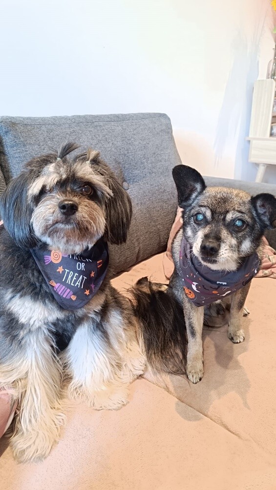 Dzień Kundelka 2024. / fot. Czytelnicy