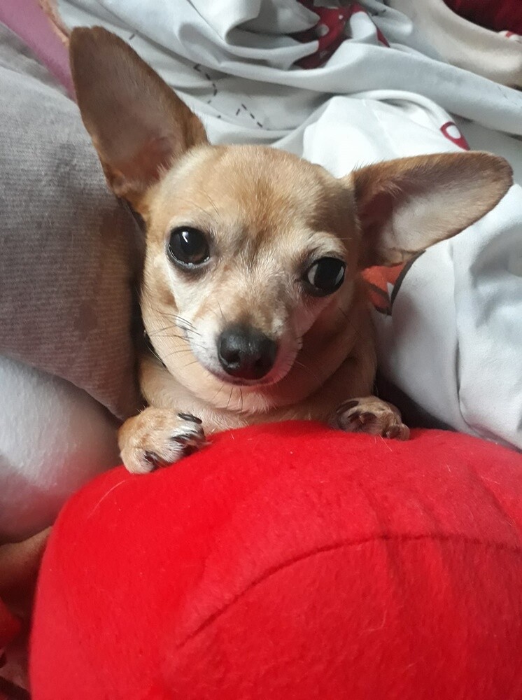 Dzień Kundelka 2024. / fot. Czytelnicy