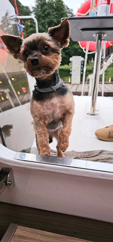 Dzień Kundelka 2024. / fot. Czytelnicy