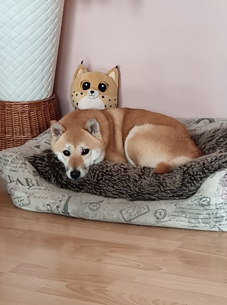 Dzień Kundelka 2024. / fot. Czytelnicy