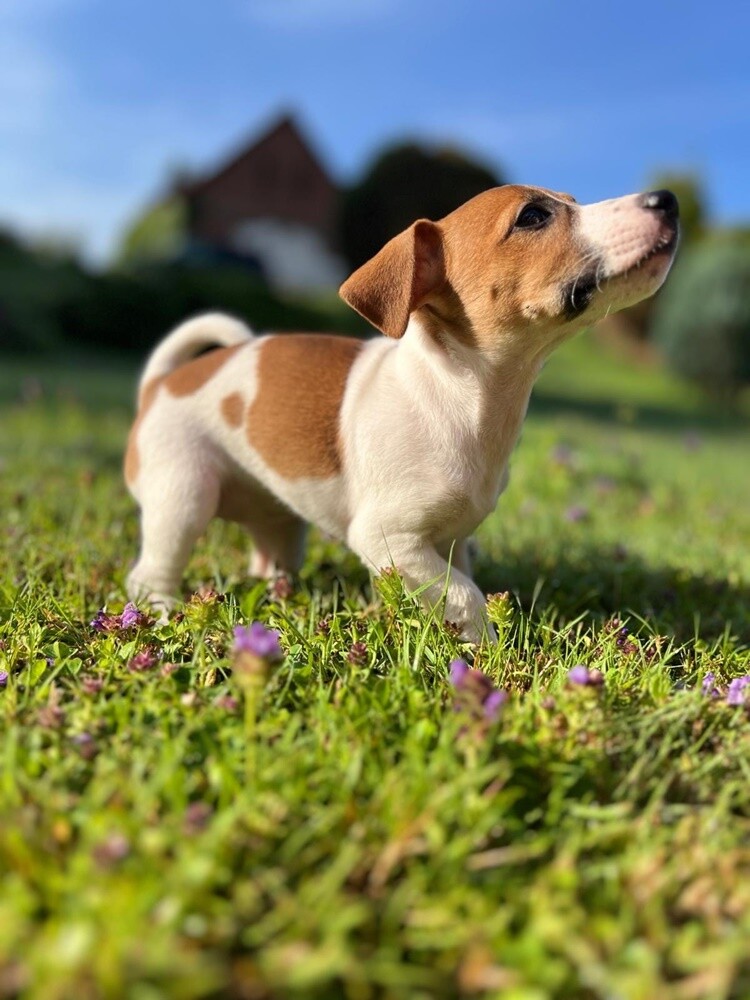Dzień Kundelka 2024. / fot. Czytelnicy