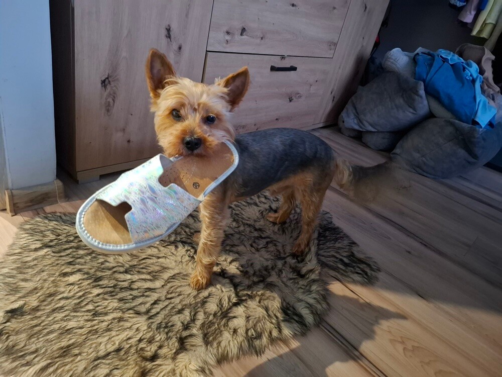 1 lipca świętowaliśmy Międzynarodowy Dzień Psa. Oto pupile naszych Czytelników [FOTO]