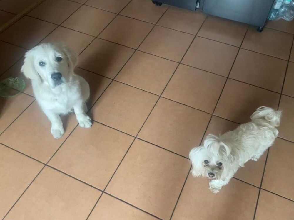 1 lipca świętowaliśmy Międzynarodowy Dzień Psa. Oto pupile naszych Czytelników [FOTO]