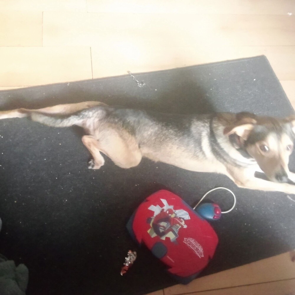 1 lipca świętowaliśmy Międzynarodowy Dzień Psa. Oto pupile naszych Czytelników [FOTO]