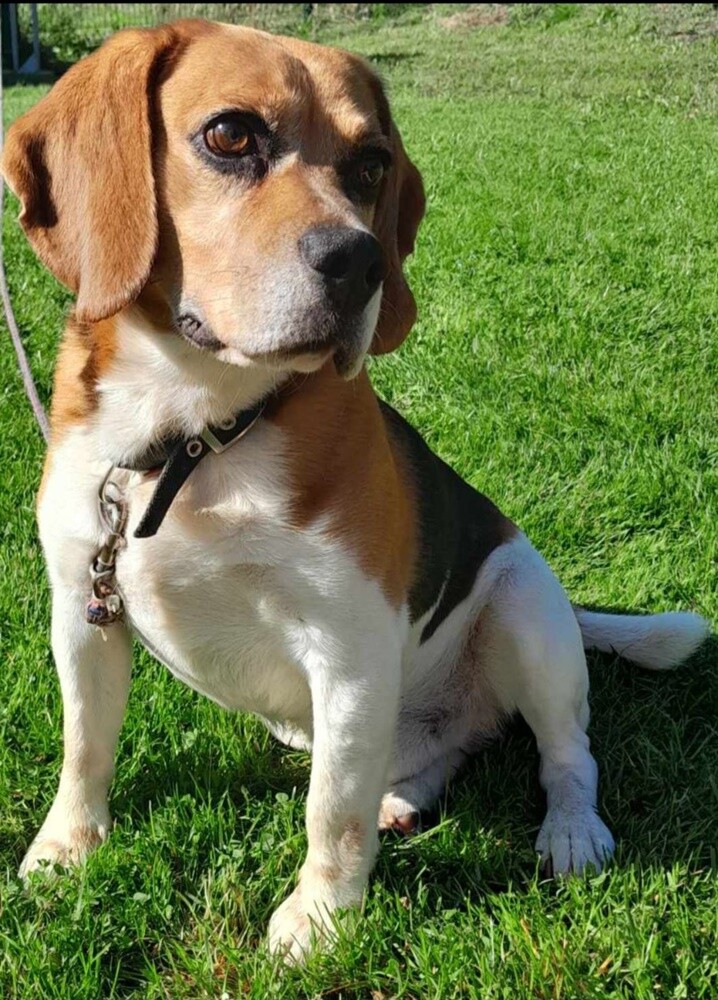 1 lipca świętowaliśmy Międzynarodowy Dzień Psa. Oto pupile naszych Czytelników [FOTO]