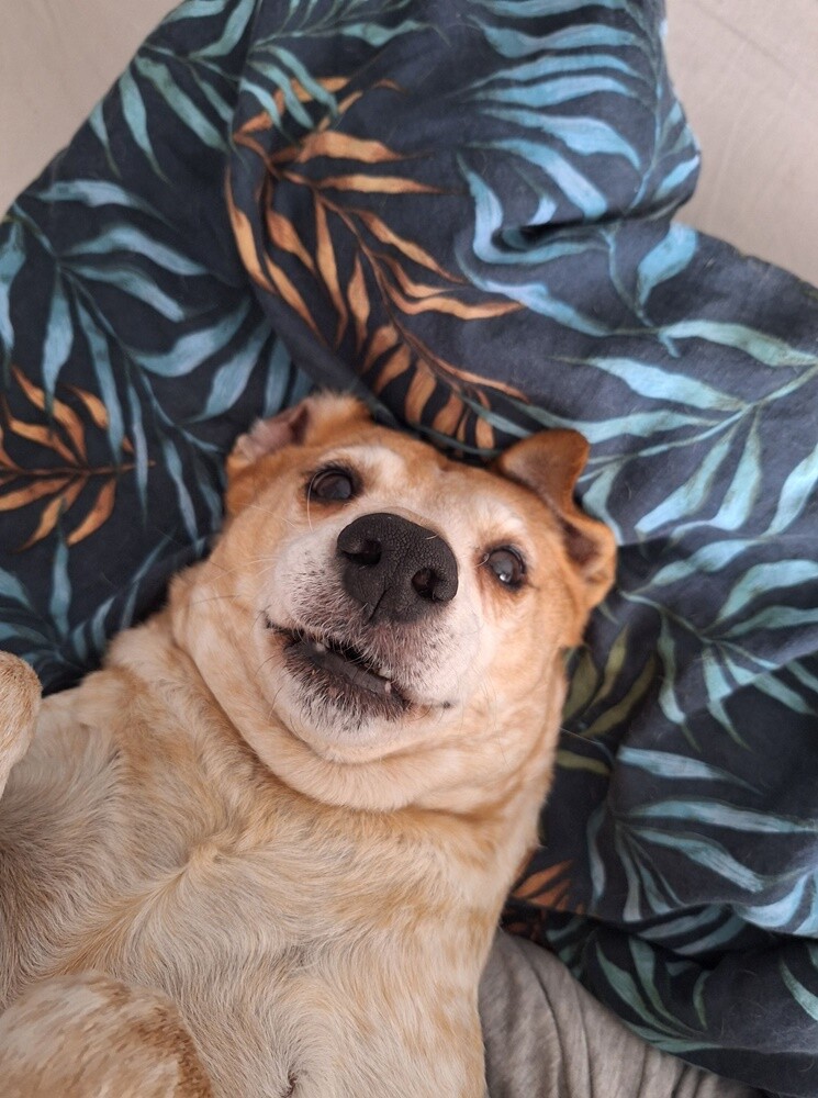 1 lipca świętowaliśmy Międzynarodowy Dzień Psa. Oto pupile naszych Czytelników [FOTO]