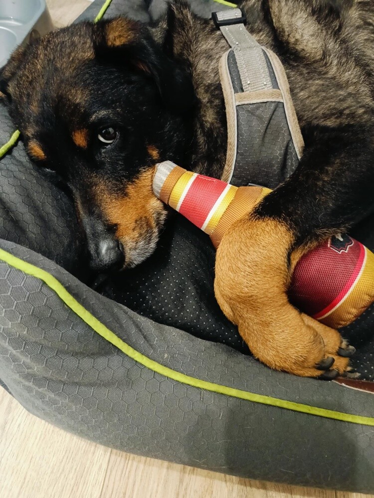 1 lipca świętowaliśmy Międzynarodowy Dzień Psa. Oto pupile naszych Czytelników [FOTO]