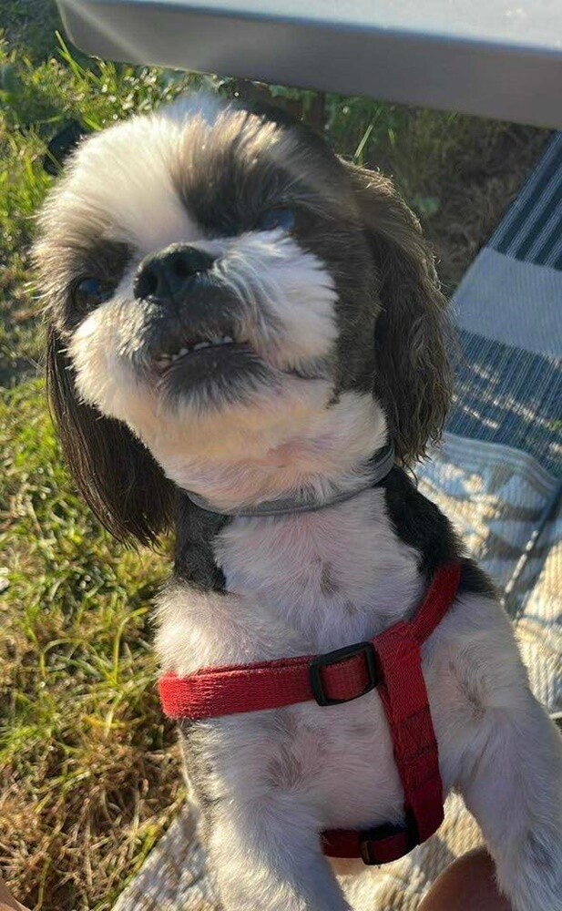 1 lipca świętowaliśmy Międzynarodowy Dzień Psa. Oto pupile naszych Czytelników [FOTO]