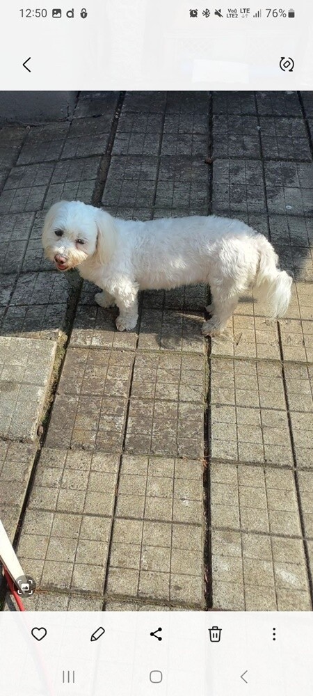 1 lipca świętowaliśmy Międzynarodowy Dzień Psa. Oto pupile naszych Czytelników [FOTO]