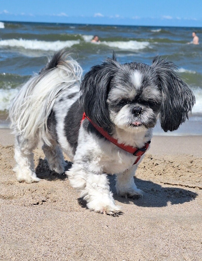 1 lipca świętowaliśmy Międzynarodowy Dzień Psa. Oto pupile naszych Czytelników [FOTO]