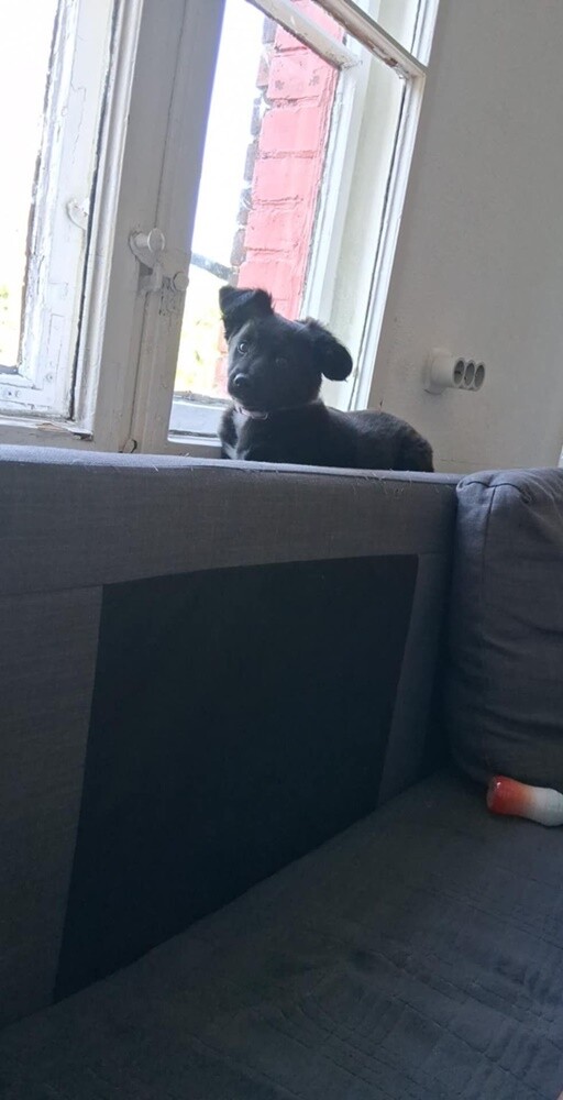 1 lipca świętowaliśmy Międzynarodowy Dzień Psa. Oto pupile naszych Czytelników [FOTO]