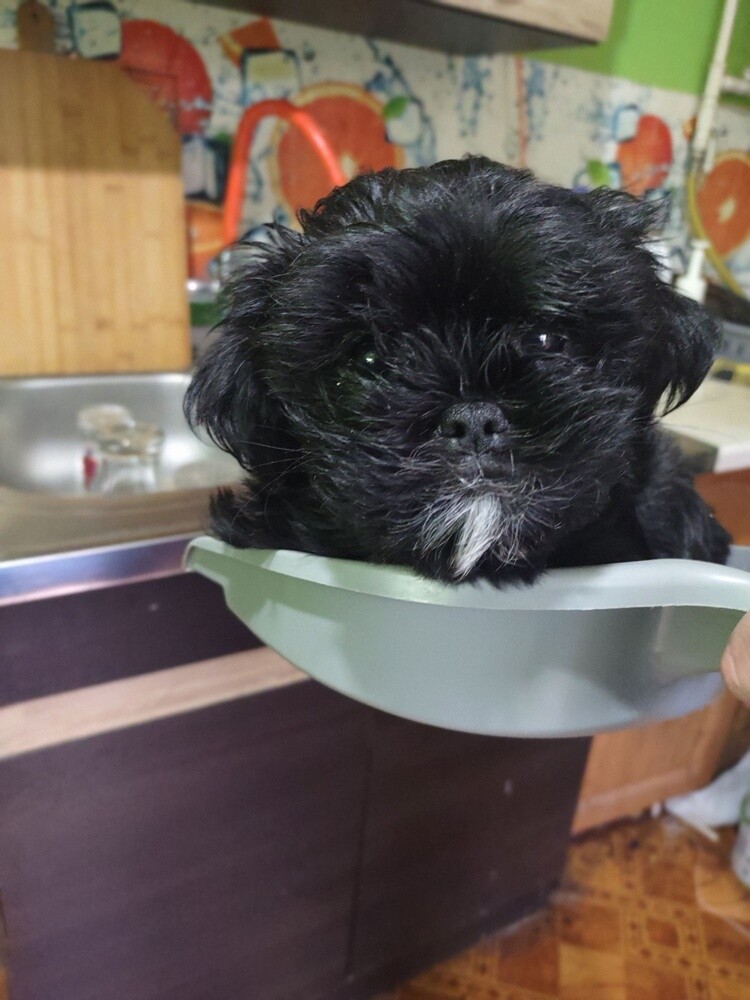 1 lipca świętowaliśmy Międzynarodowy Dzień Psa. Oto pupile naszych Czytelników [FOTO]