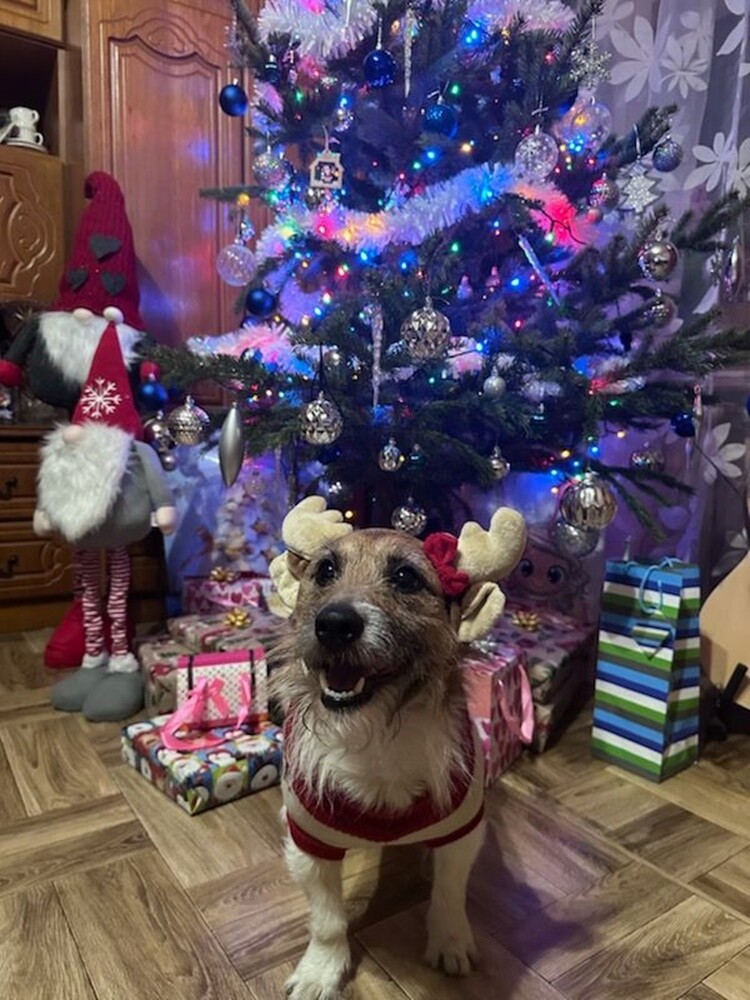 1 lipca świętowaliśmy Międzynarodowy Dzień Psa. Oto pupile naszych Czytelników [FOTO]