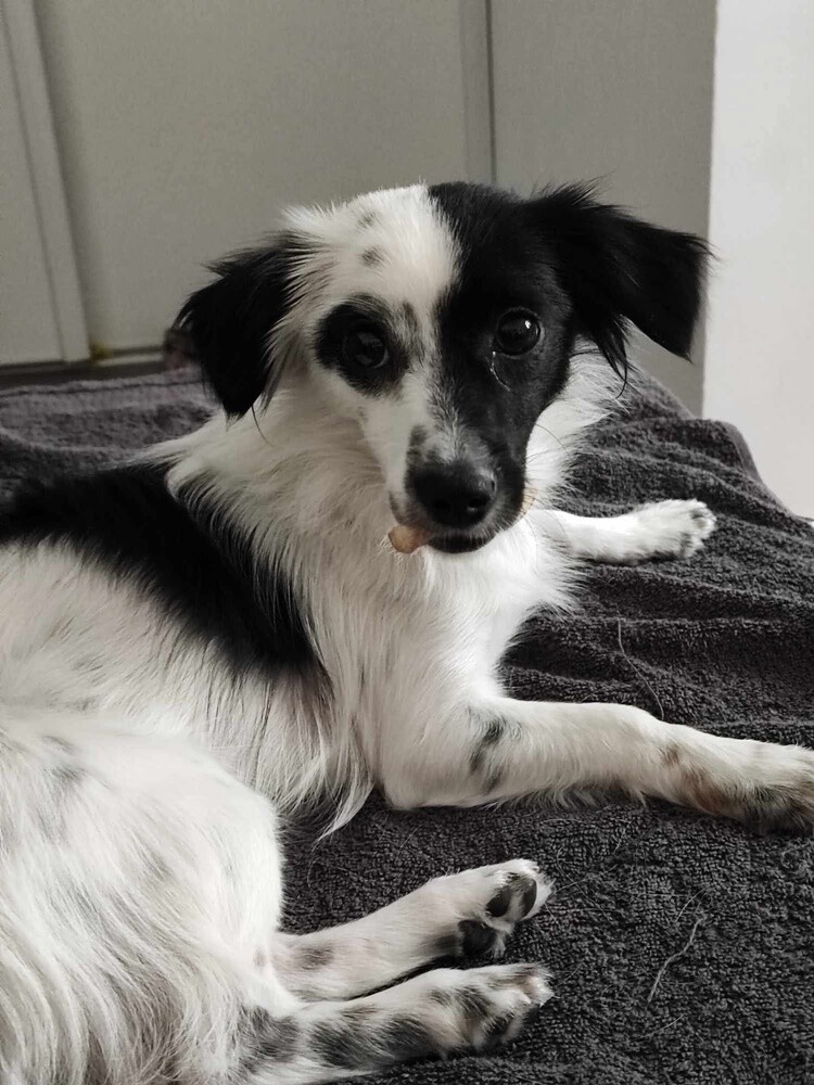 1 lipca świętowaliśmy Międzynarodowy Dzień Psa. Oto pupile naszych Czytelników [FOTO]