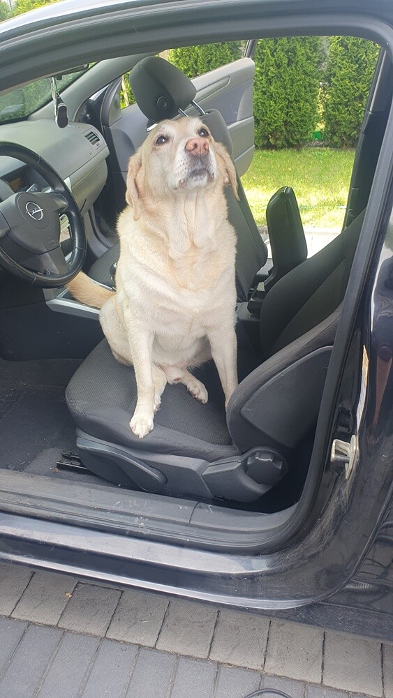 1 lipca świętowaliśmy Międzynarodowy Dzień Psa. Oto pupile naszych Czytelników [FOTO]