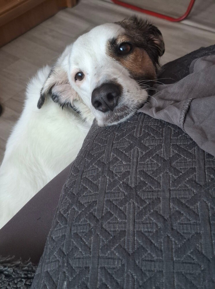 1 lipca świętowaliśmy Międzynarodowy Dzień Psa. Oto pupile naszych Czytelników [FOTO]