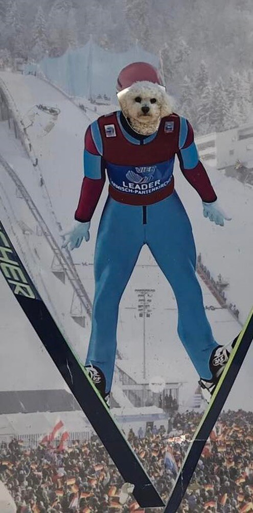 1 lipca świętowaliśmy Międzynarodowy Dzień Psa. Oto pupile naszych Czytelników [FOTO]