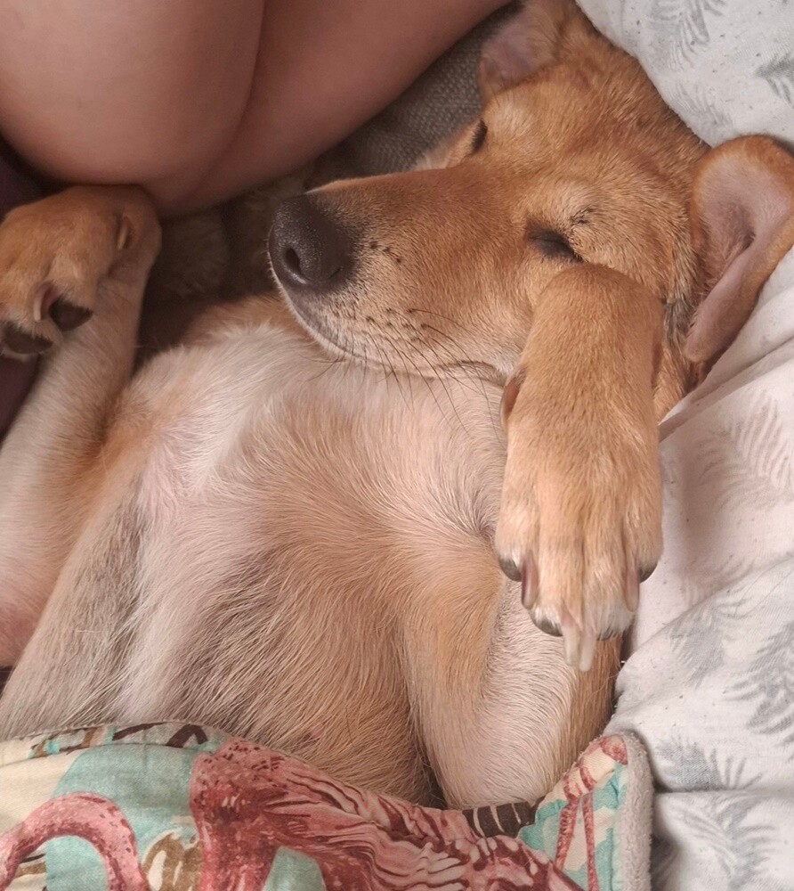 1 lipca świętowaliśmy Międzynarodowy Dzień Psa. Oto pupile naszych Czytelników [FOTO]