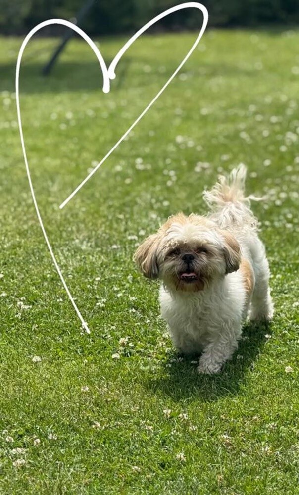 1 lipca świętowaliśmy Międzynarodowy Dzień Psa. Oto pupile naszych Czytelników [FOTO]