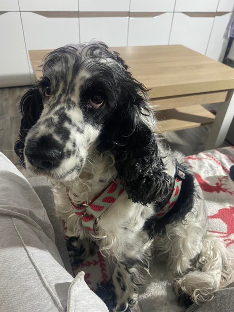 1 lipca świętowaliśmy Międzynarodowy Dzień Psa. Oto pupile naszych Czytelników [FOTO]