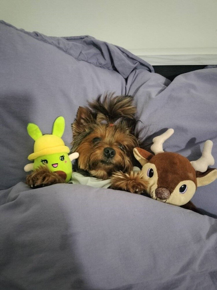 1 lipca świętowaliśmy Międzynarodowy Dzień Psa. Oto pupile naszych Czytelników [FOTO]