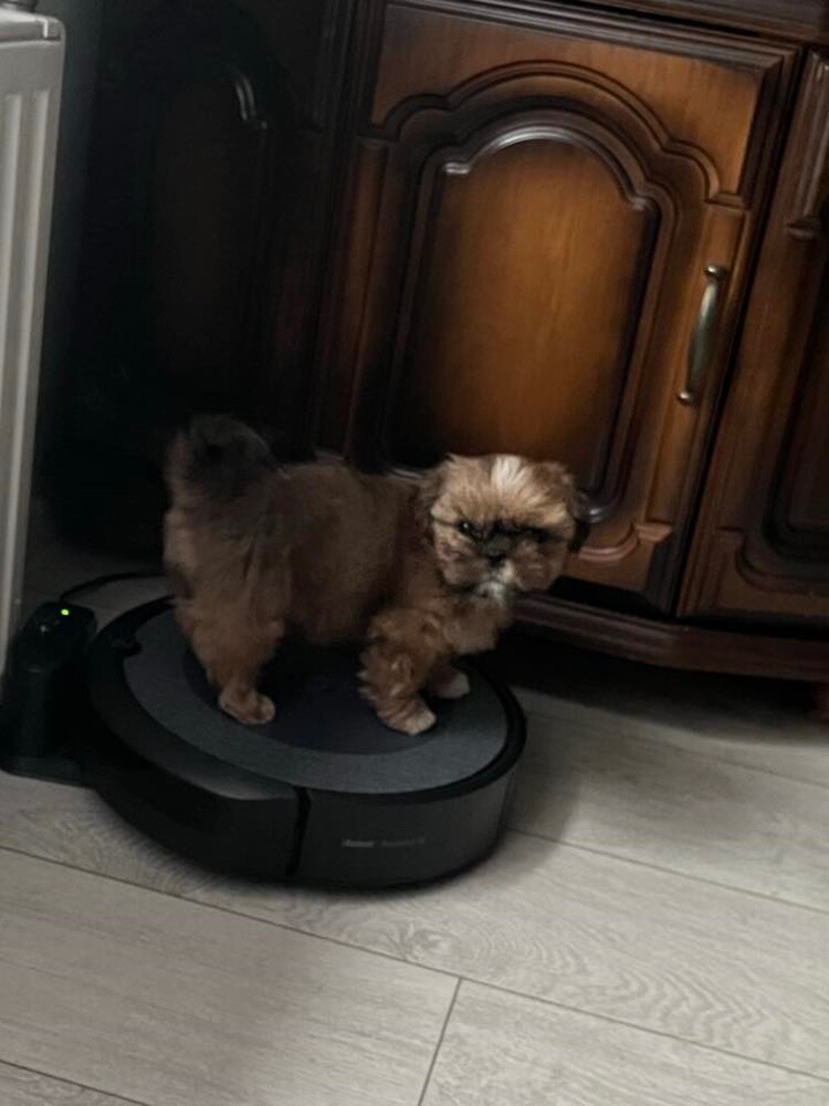 1 lipca świętowaliśmy Międzynarodowy Dzień Psa. Oto pupile naszych Czytelników [FOTO]