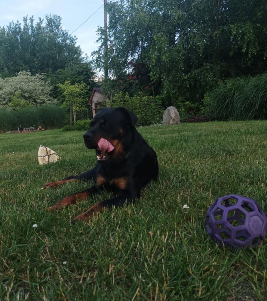 1 lipca świętowaliśmy Międzynarodowy Dzień Psa. Oto pupile naszych Czytelników [FOTO]
