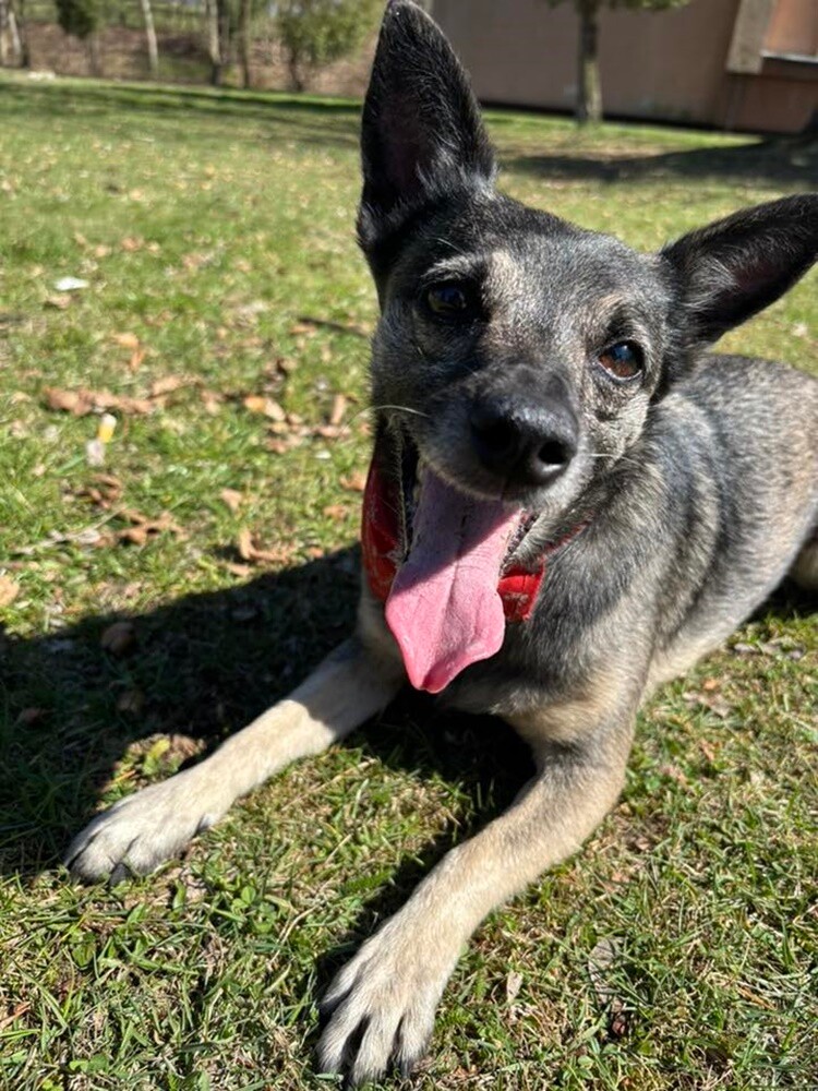 1 lipca świętowaliśmy Międzynarodowy Dzień Psa. Oto pupile naszych Czytelników [FOTO]