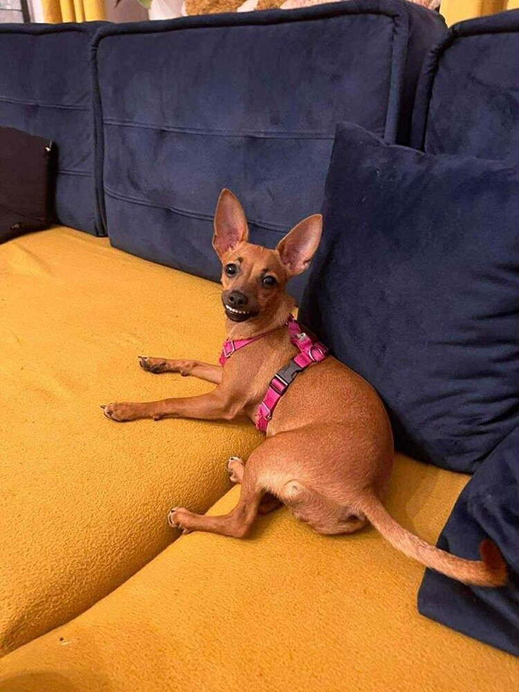 1 lipca świętowaliśmy Międzynarodowy Dzień Psa. Oto pupile naszych Czytelników [FOTO]