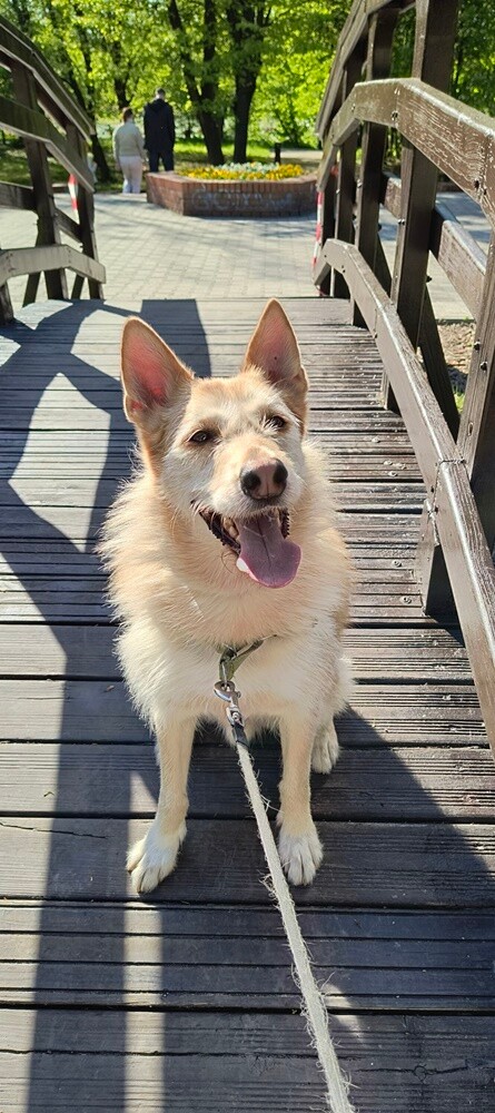 1 lipca świętowaliśmy Międzynarodowy Dzień Psa. Oto pupile naszych Czytelników [FOTO]