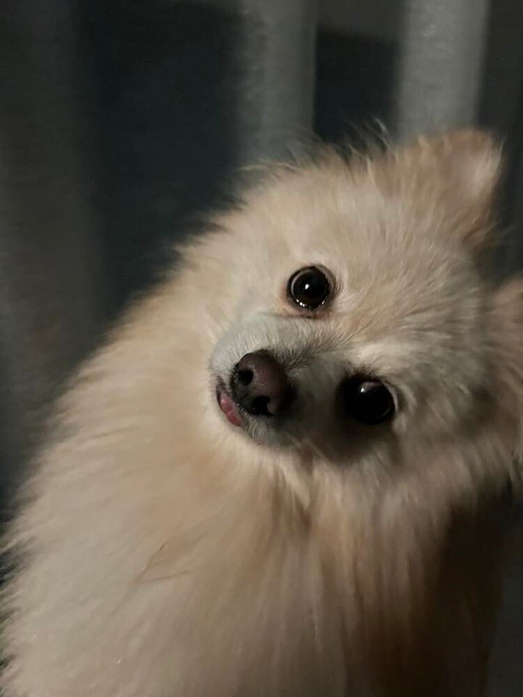 1 lipca świętowaliśmy Międzynarodowy Dzień Psa. Oto pupile naszych Czytelników [FOTO]