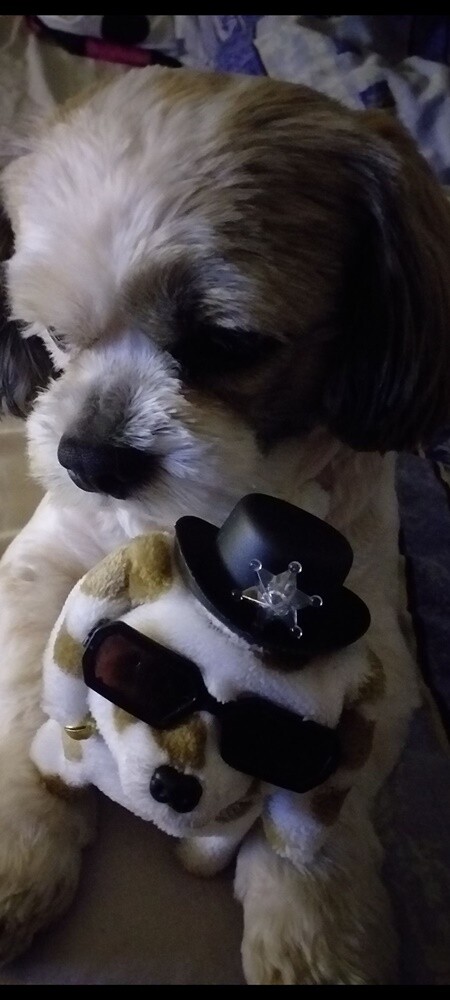 1 lipca świętowaliśmy Międzynarodowy Dzień Psa. Oto pupile naszych Czytelników [FOTO]