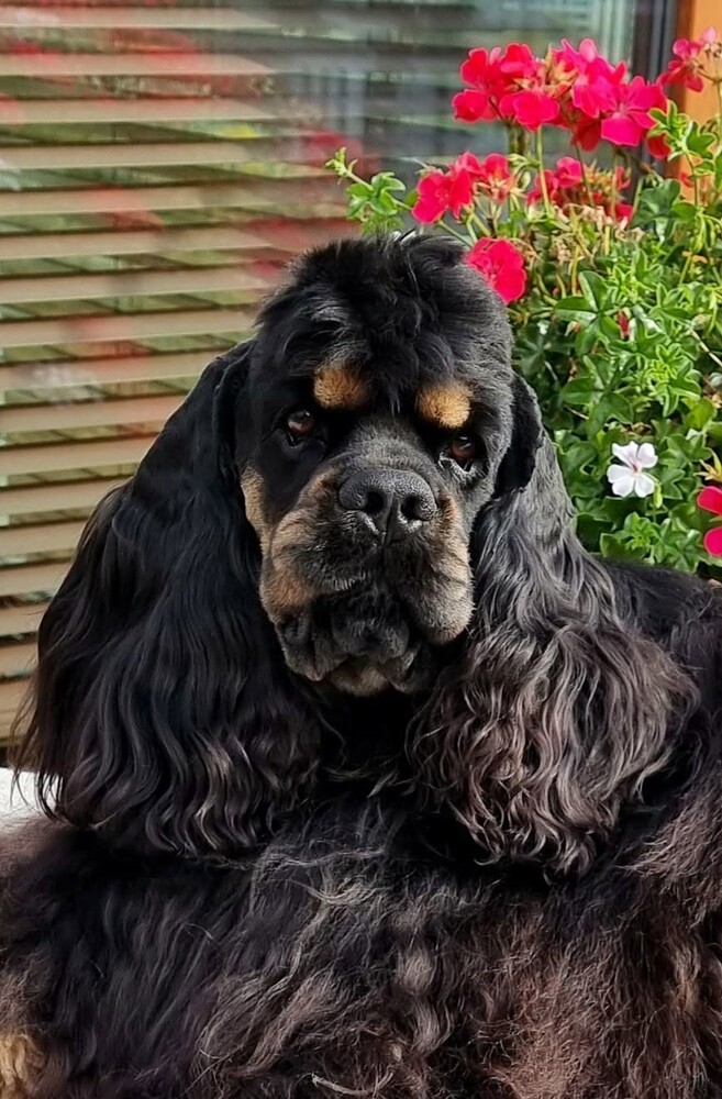 1 lipca świętowaliśmy Międzynarodowy Dzień Psa. Oto pupile naszych Czytelników [FOTO]