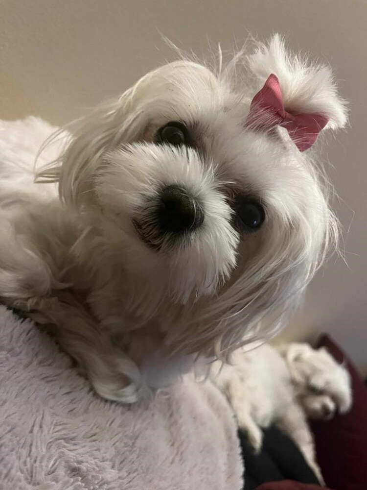 1 lipca świętowaliśmy Międzynarodowy Dzień Psa. Oto pupile naszych Czytelników [FOTO]