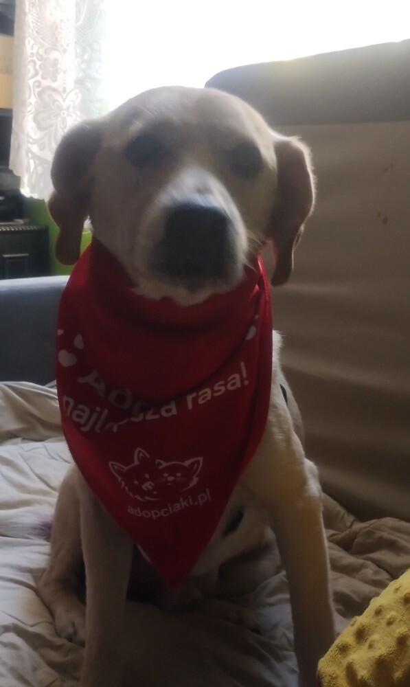 1 lipca świętowaliśmy Międzynarodowy Dzień Psa. Oto pupile naszych Czytelników [FOTO]