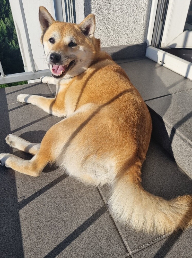 1 lipca świętowaliśmy Międzynarodowy Dzień Psa. Oto pupile naszych Czytelników [FOTO]