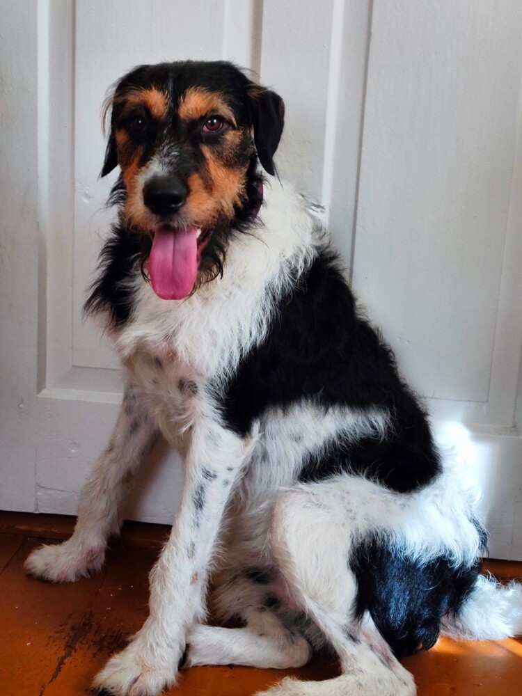 1 lipca świętowaliśmy Międzynarodowy Dzień Psa. Oto pupile naszych Czytelników [FOTO]