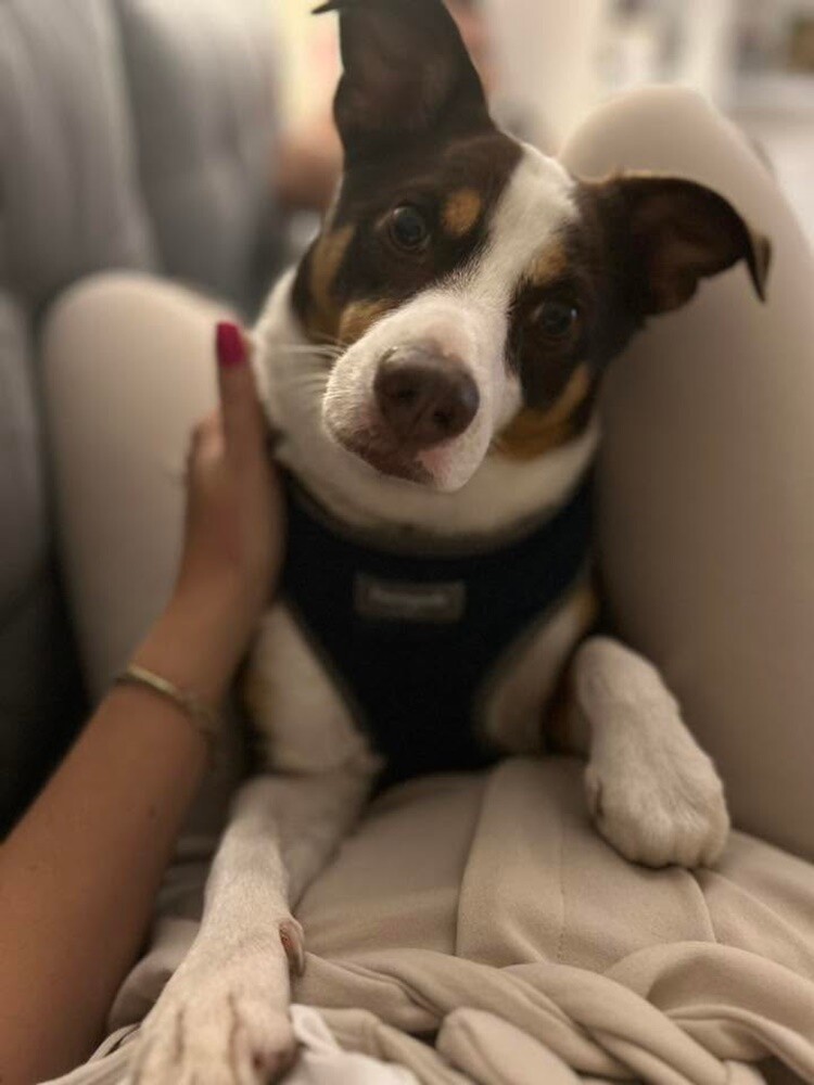 1 lipca świętowaliśmy Międzynarodowy Dzień Psa. Oto pupile naszych Czytelników [FOTO]