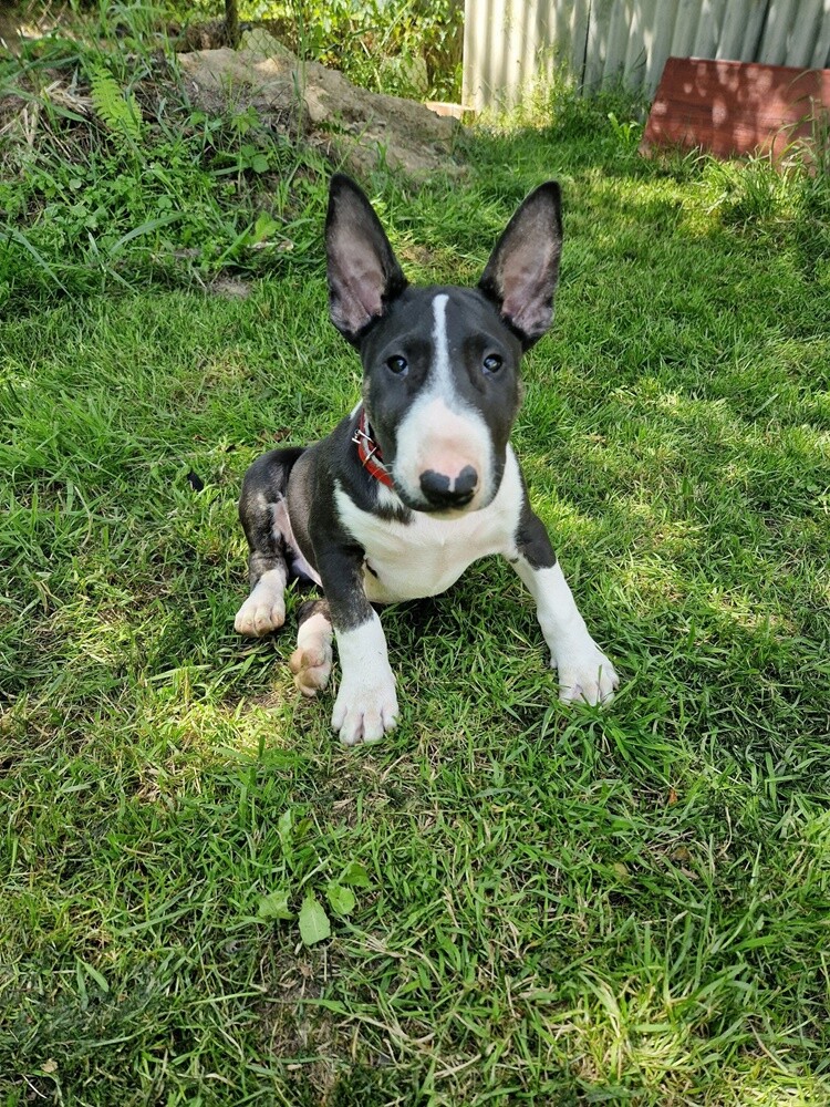 1 lipca świętowaliśmy Międzynarodowy Dzień Psa. Oto pupile naszych Czytelników [FOTO]