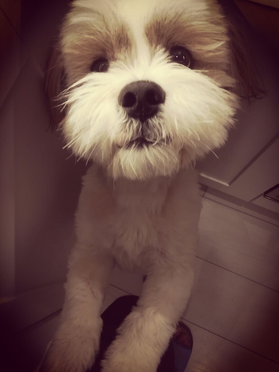 1 lipca świętowaliśmy Międzynarodowy Dzień Psa. / fot. Czytelnicy