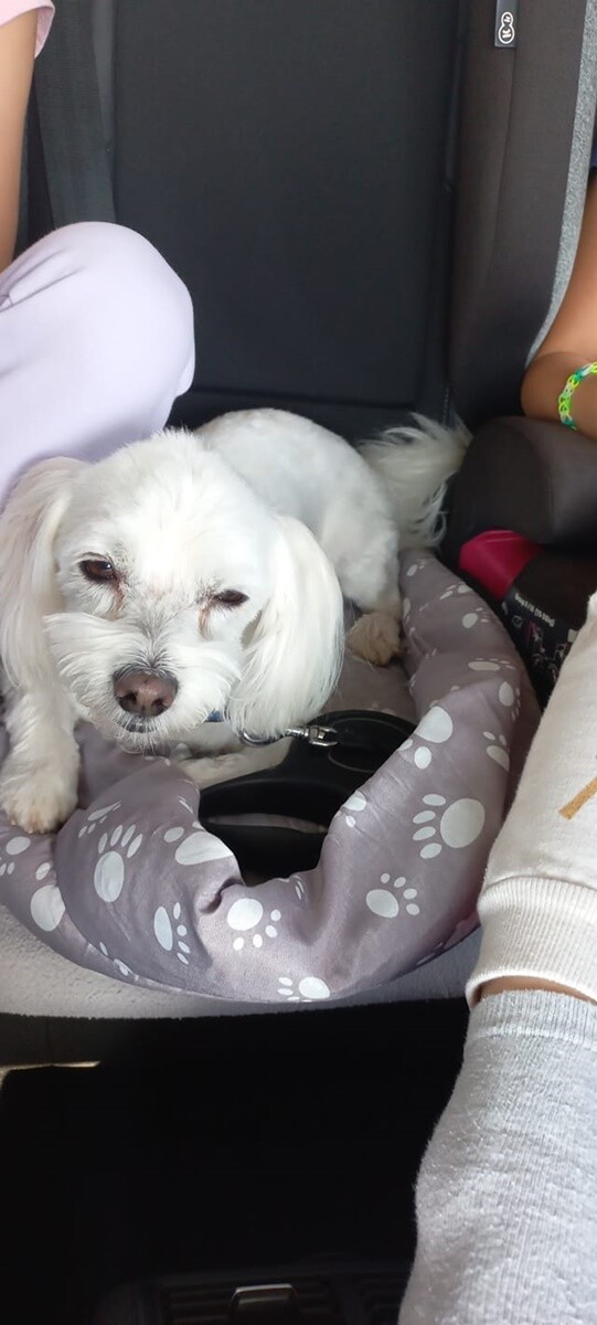 1 lipca świętowaliśmy Międzynarodowy Dzień Psa. / fot. Czytelnicy