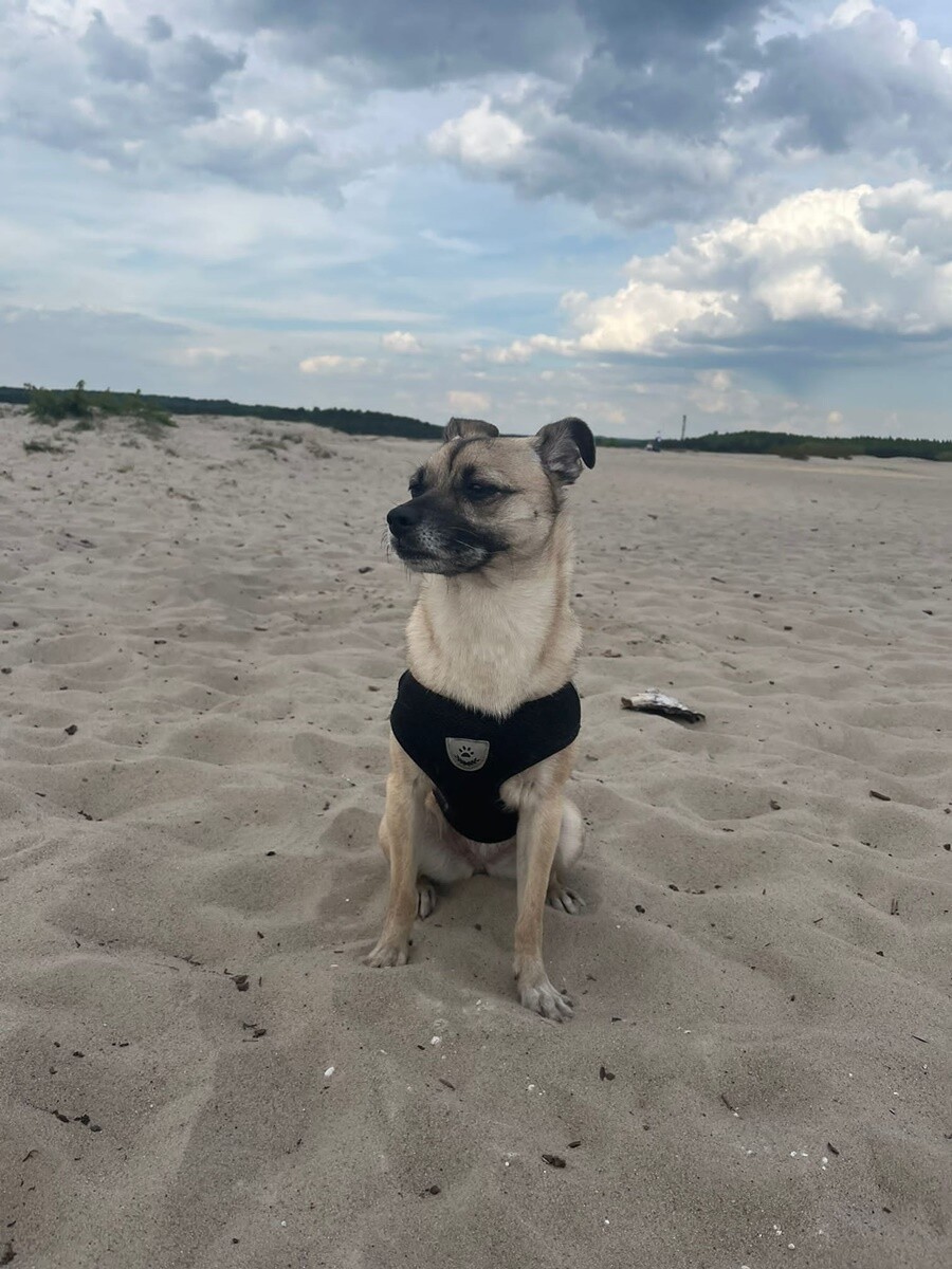 1 lipca świętowaliśmy Międzynarodowy Dzień Psa. / fot. Czytelnicy