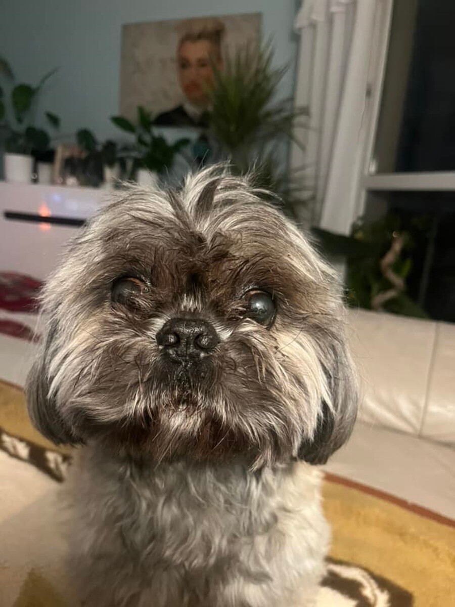 1 lipca świętowaliśmy Międzynarodowy Dzień Psa. / fot. Czytelnicy