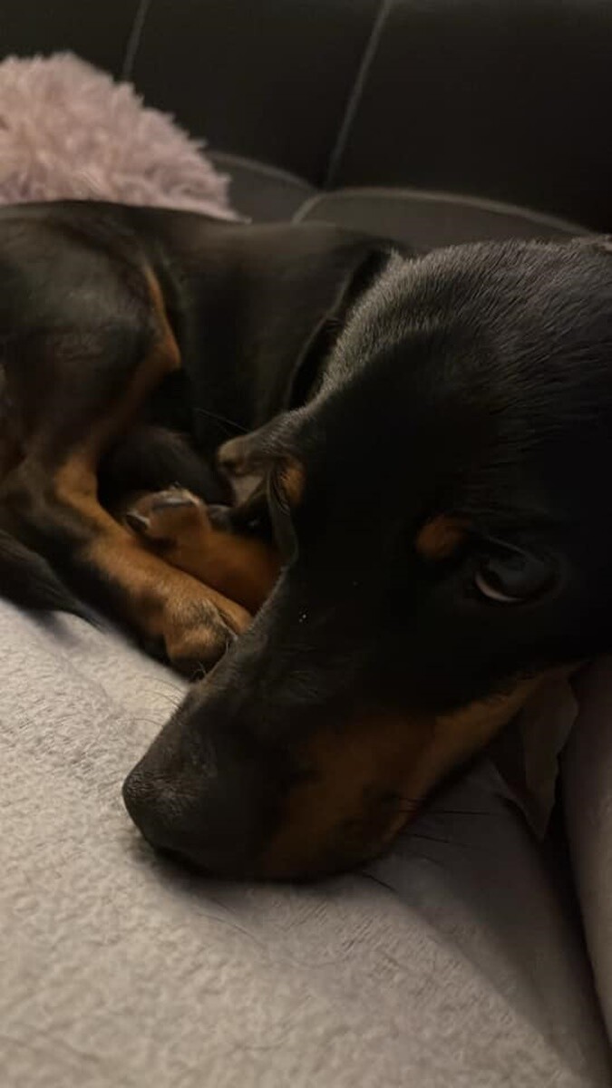 1 lipca świętowaliśmy Międzynarodowy Dzień Psa. / fot. Czytelnicy